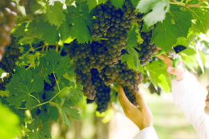 Green grapes